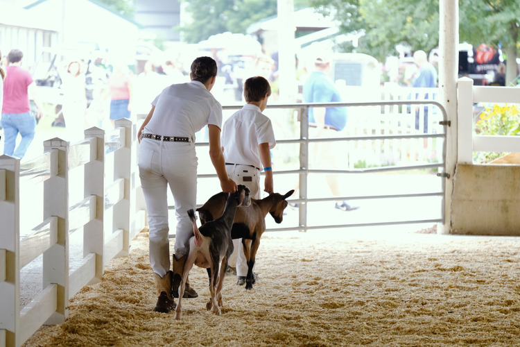 What is a Certificate of Veterinary Inspection? - Goat Journal